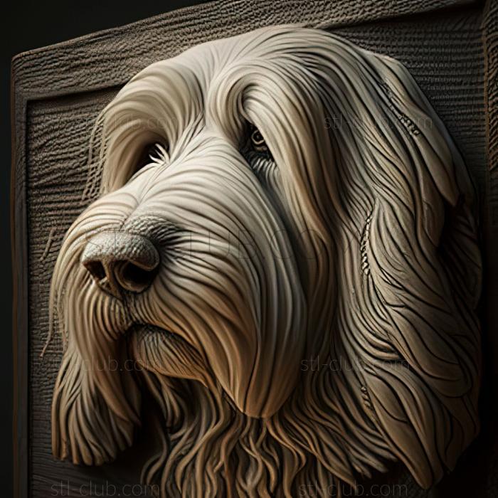 st Bearded Collie dog